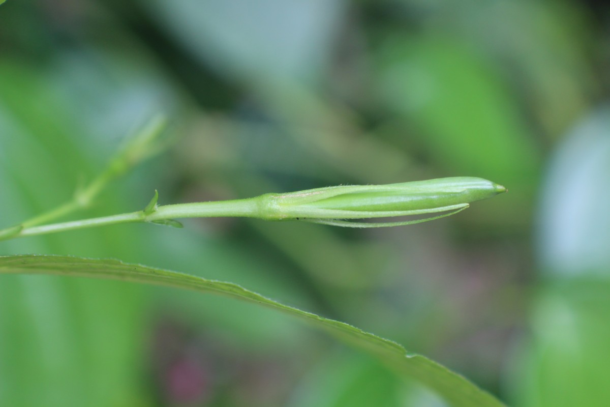 Ruellia tuberosa L.